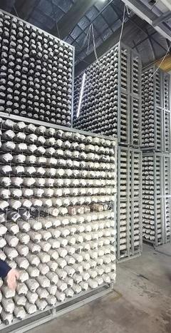 探尋齊長城 長城腳下“智慧工廠”助民增收，香菇基地里“枯木變金”激活網(wǎng)絡文化傳播